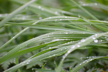Fototapeta na wymiar spring grass after rain drop on it in the meadow in the countryside 