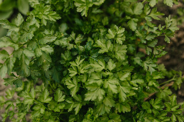 Obraz premium Parsley bushes in the vegetable garden close-up.