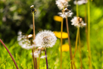 A mature dandelion taraxacum with white seeds and a blurred green grass background