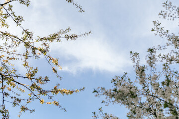 Branches of a flowering tree against the blue sky.
