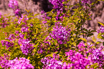 Big lilac branch bloom. Bright blooms of spring lilacs bush. Spring purple lilac flowers close-up on blurred background. Bouquet of purple flowers
