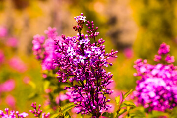 Naklejka na ściany i meble Big lilac branch bloom. Bright blooms of spring lilacs bush. Spring purple lilac flowers close-up on blurred background. Bouquet of purple flowers