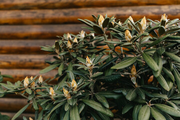 Obraz premium Rhododendron plant with buds on the background of a wooden beam. 