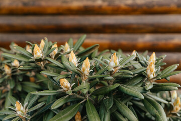 Obraz premium Rhododendron plant with buds on the background of a wooden beam. 