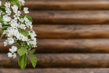 Background from a wooden beam with a branch of a blooming tree on the left.