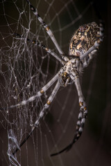 Zebraspinne, Zebra Spider (Argiope lobata)