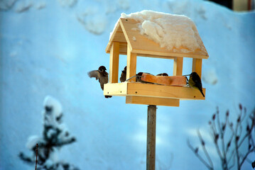 Ptaki w karmniku © Boena
