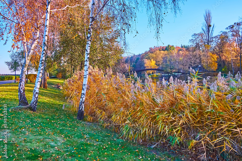 Canvas Prints The reed thickets on the bank of the river in park