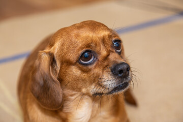 Curious ier puppy looking at the camera. Adorable doggy with folded ears lying on the floor at home.