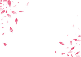 White Cherry Petal Vector White Background.