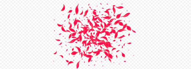 Fototapeta premium Pink Cherry Vector Transparent Panoramic