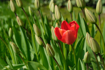 Individuality, difference and leadership concept. Stand out from the crowd. A single blooming red...