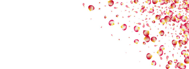 Pink Blossom Fly Vector Panoramic White