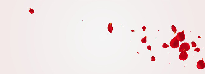 Beautiful Petal Summer Vector Panoramic White