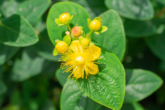 Tutsan | Sweet Amber | Hypericum androsaemum