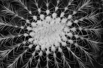 close up of cactus in a black and white monochrome