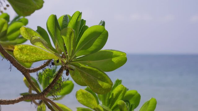 Close-up Shot Of A Scaevola Taccada