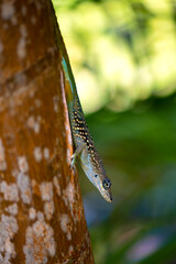 Martinique anole (Anolis roquet) or savannah anole is a species of anole lizard. Perfect camouflage on brownish trunk bark. It is endemic to the french island of Martinique, Caribbean Lesser Antilles.