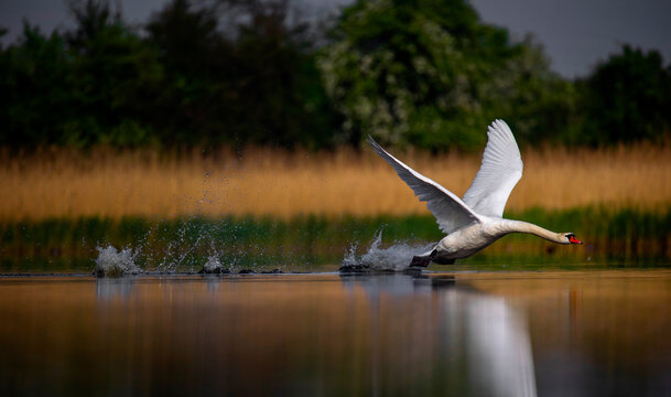 Amazing Swan trying to take off from the surface of the lake.