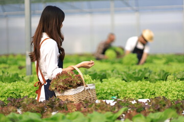 Female farmer working in a hydroponics greenhouse picking and harvesting vegetables in the field.
