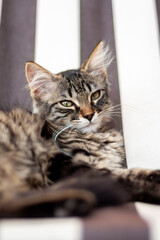 Chaton tigré européen couché dans un fauteuil en tissu 