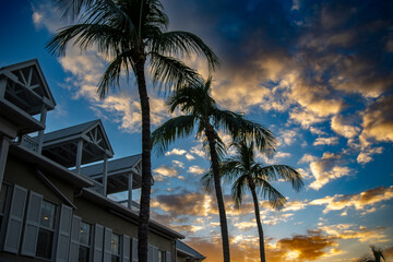 palm trees at sunset
