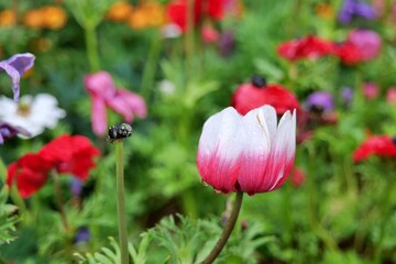 튤립, flower, 봄, red, flower, 튤립, 네이처, 뜰, 블로섬, 미, 식물, 들판, 식물,...
