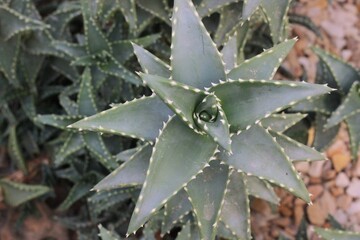 aloe vera plant