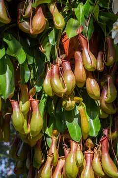 Close up the view of bunch of Nepenthes Pitcher plant