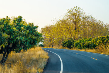 Curve road in countryside through the mango farm and teak forest ahead, beautiful summer in Thailand