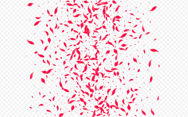 Pink Cherry Vector Transparent Background.