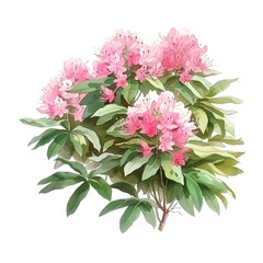 Shrub rhododendron light pink twig with flowers and leaves watercolor hand draw illustration on a white background.