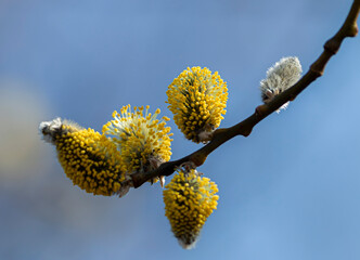 Young sprig of willow on blue background. Yellow pollen on fluffy flowers. Horizontal.