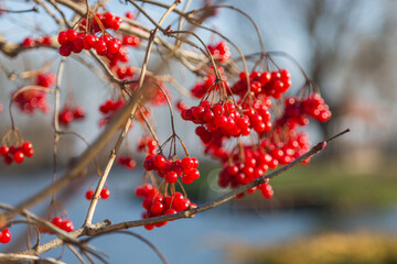 Red rowan berries on a tree in autumn.Rowan on a branch. Red rowan. Rowan berries on rowan tree. Sorbus aucuparia.