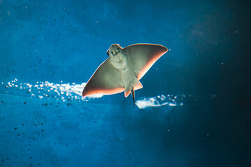Ray fish in blue water with the rays of the sun, spreading its wings belly to the camera. © Pablo Santos Somos