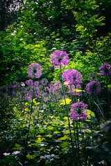 Naklejka premium Purple flower in the garden