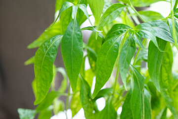 Fototapeta na wymiar Andrographis paniculata, green herb in thailand. Fresh homegrown, organic vegetables, green food. Plant plot in urban farming.
