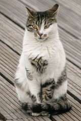 Portrait of a white stray cat in a street 