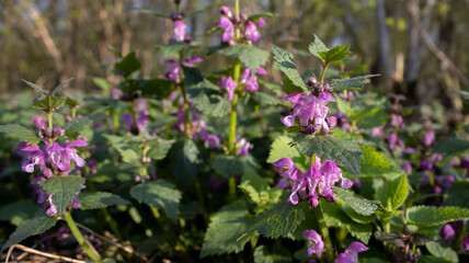 Purple flowers in the spring forest