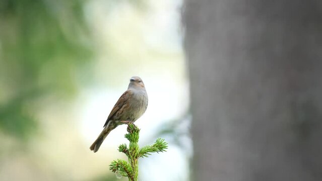 Closeup of a small songbird Dunnock perched on Spruce and singing in a springtime boreal forest in Estonia, Northern Europe	