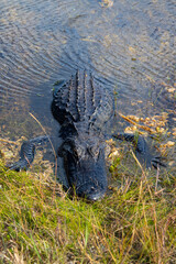 alligator in the everglades