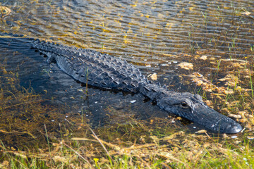 alligator in the swamp