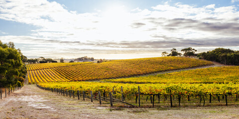Mclaren Vale Wine Region Landscape in Australia