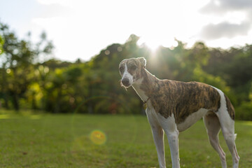 Cachorro em meio à natureza