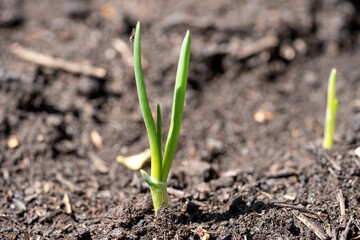 Young plants sprout from the ground in spring. New life in nature