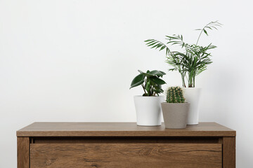 Many different houseplants in pots on wooden table near white wall, space for text