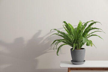 Houseplant in pot on table near white wall, space for text