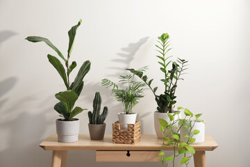 Green houseplants in pots on wooden table near white wall