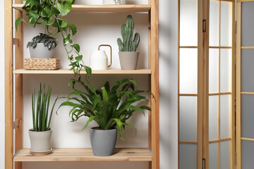 Green houseplants in pots and watering can on wooden shelves indoors