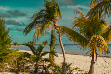 Plakat beach with palm trees